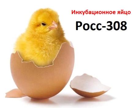 Инкубационное яйцо Ross 308 Инкубационное яйцо Ross 308